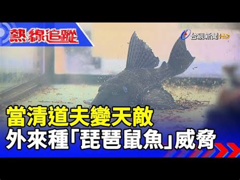 絕命金 琵琶鼠魚壽命